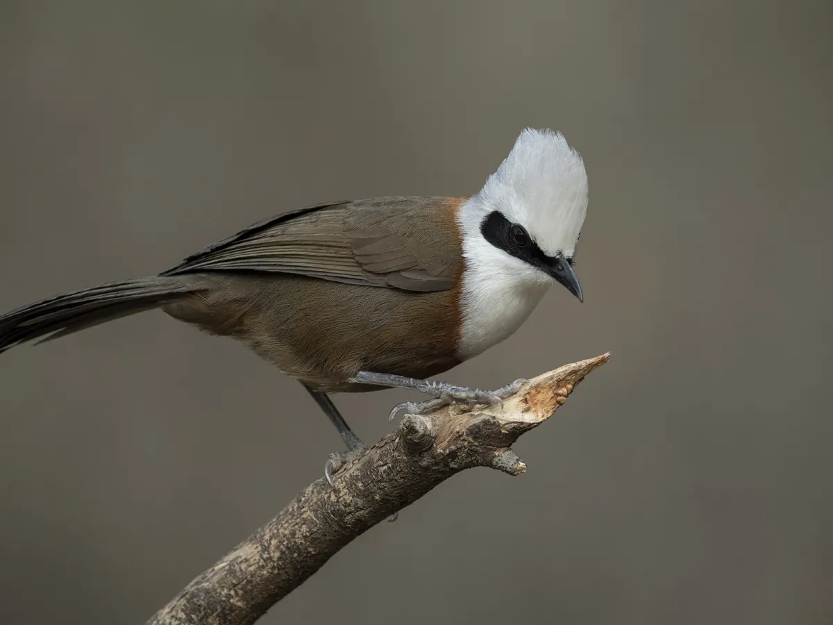 Pangot ridge birding