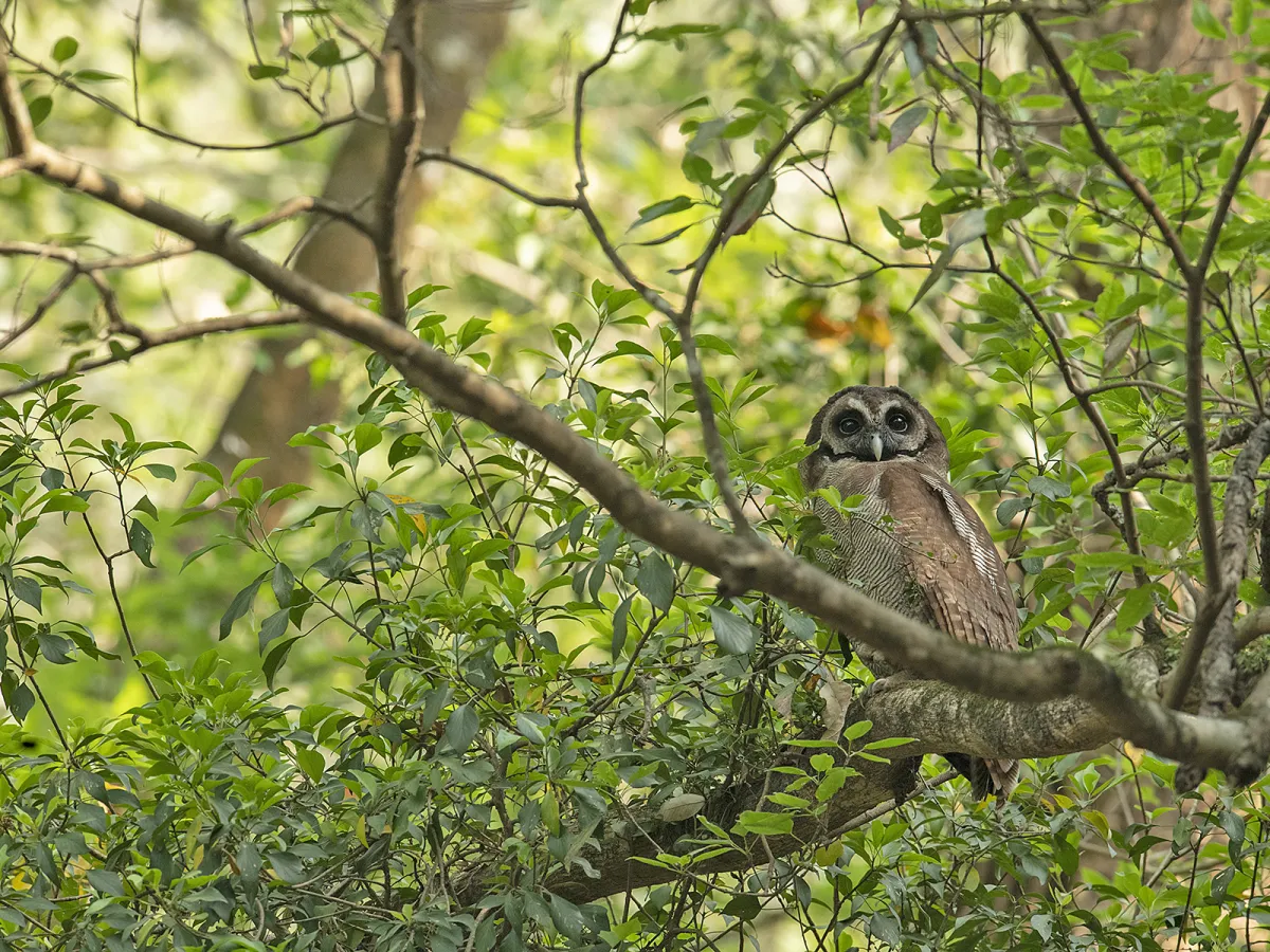 A red-billed blue magpie in oak forest above a Sattal lake.
