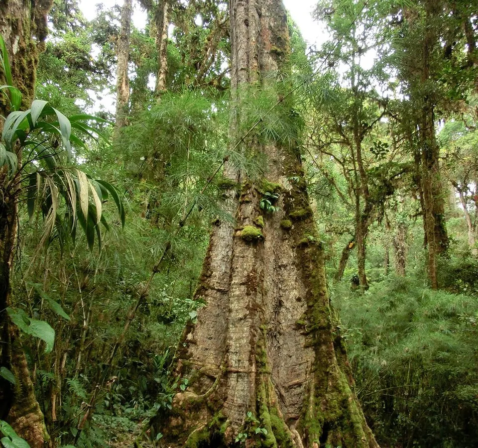 Cloud-forest trails