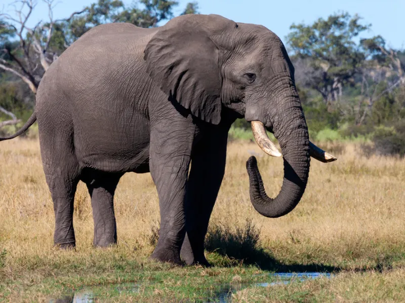Elephant