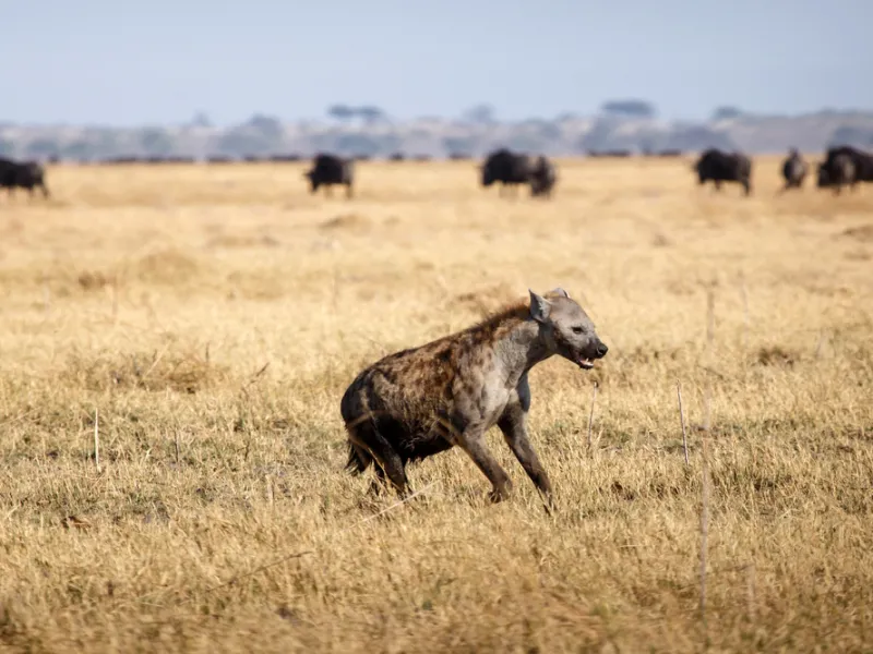 Spotted hyena