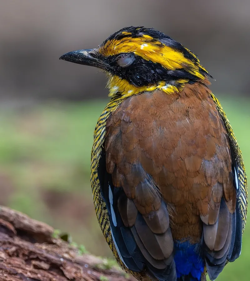Schneider's pitta