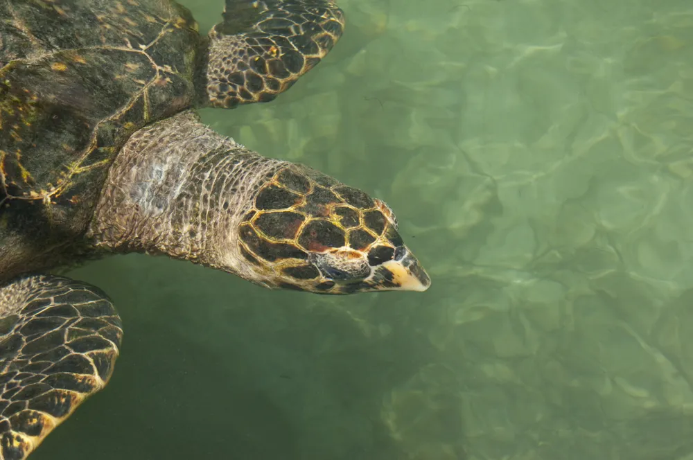 Sea turtles