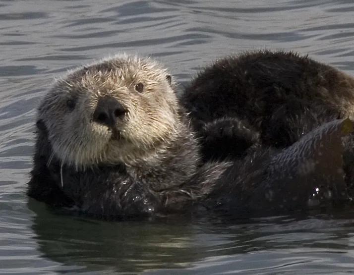 Sea otters