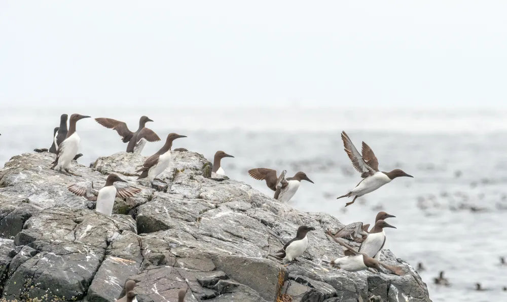 Seabirds