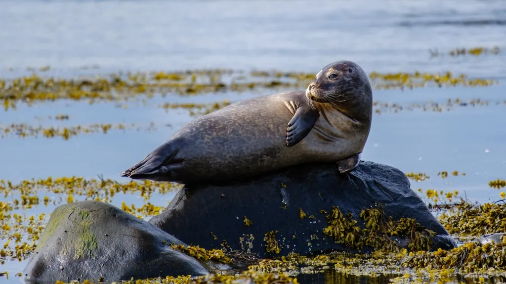 Seal