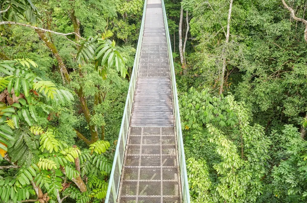 Canopy walkway