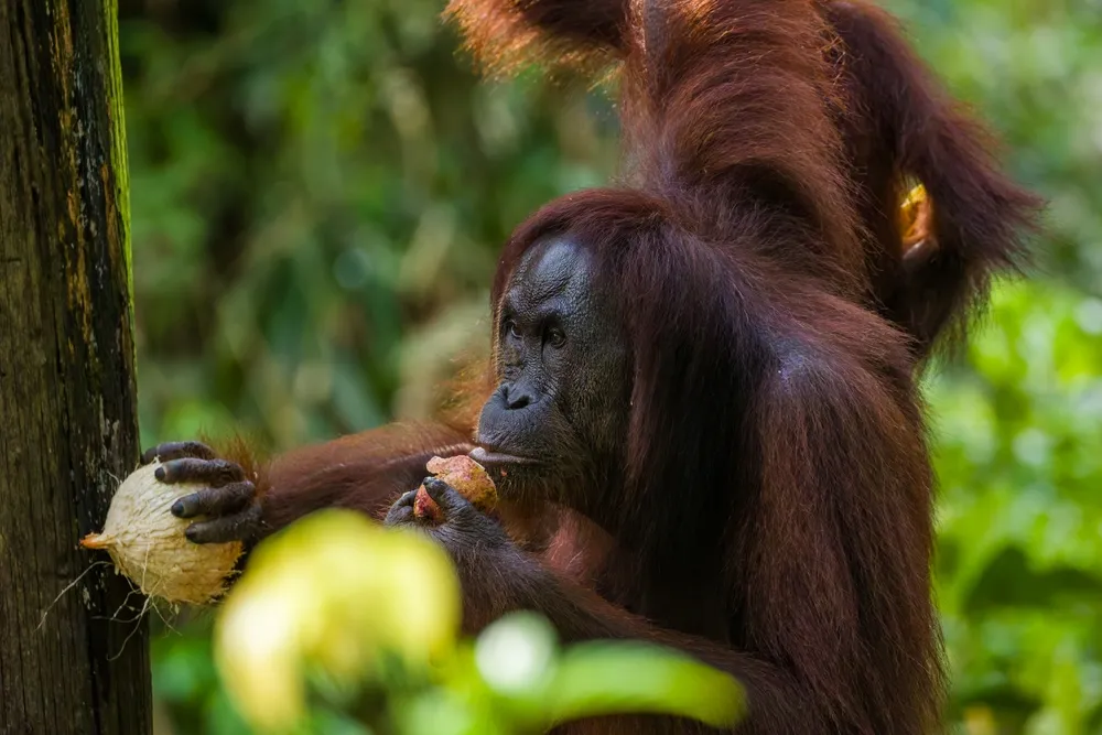 Orangutan feeding