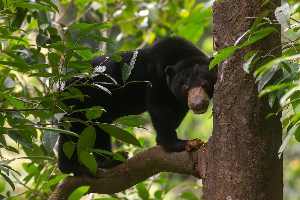 Bornean sun bear