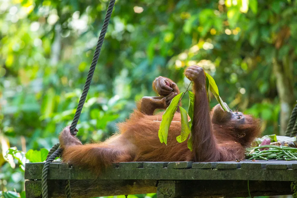 Sepilok — orangutan centre.