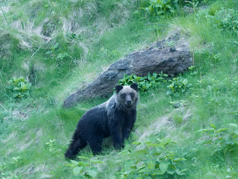 Bear cruises