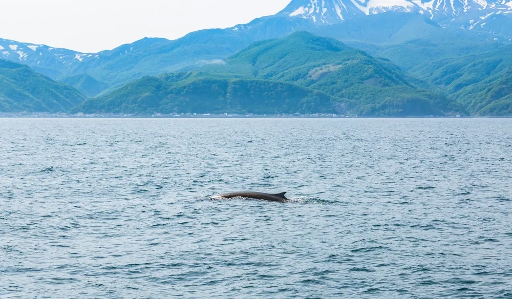 Ice & whales