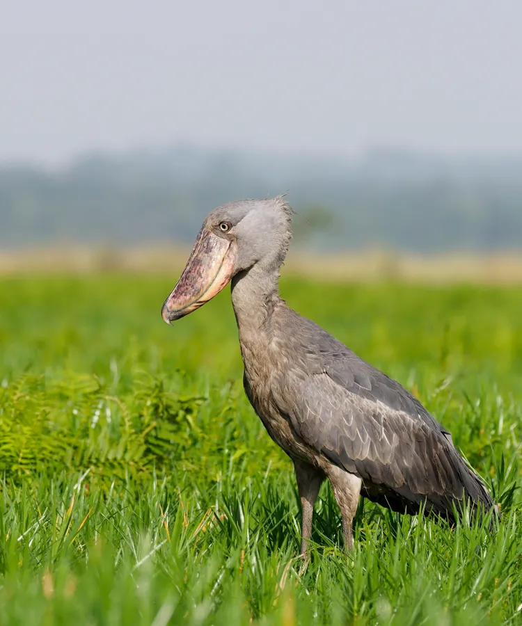 Shoebill