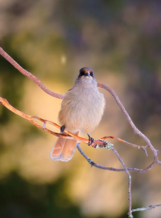 Siberian jay