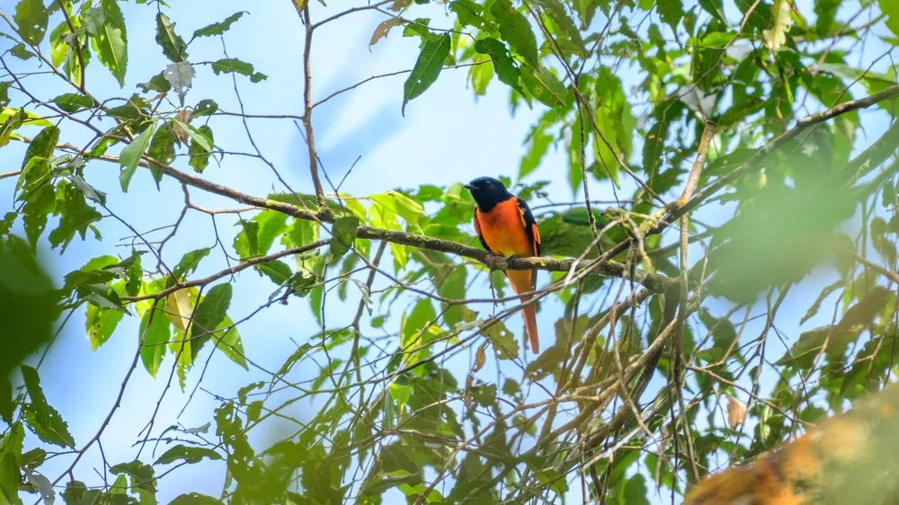Sinharaja Forest Reserve — unesco rainforest.
