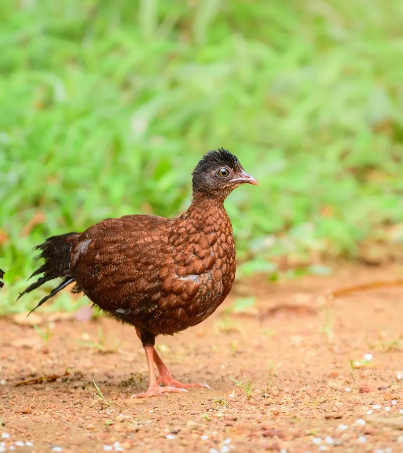 Endemic birding