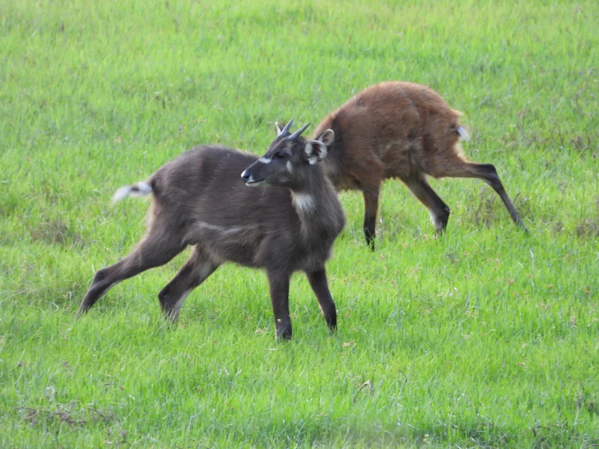 Sitatunga at the swamp