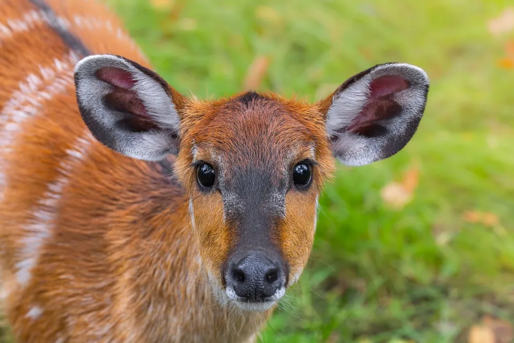 Sitatunga