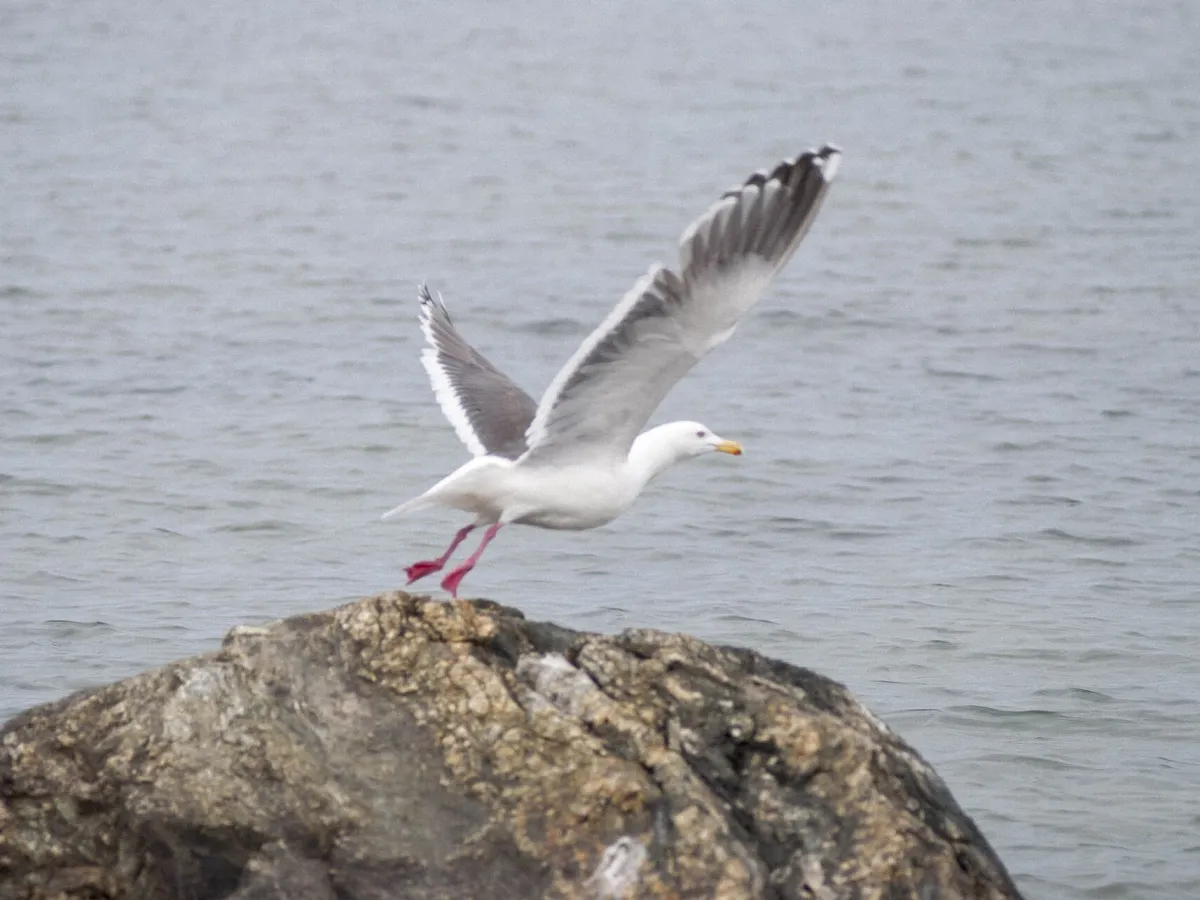 Slaty-backed gull