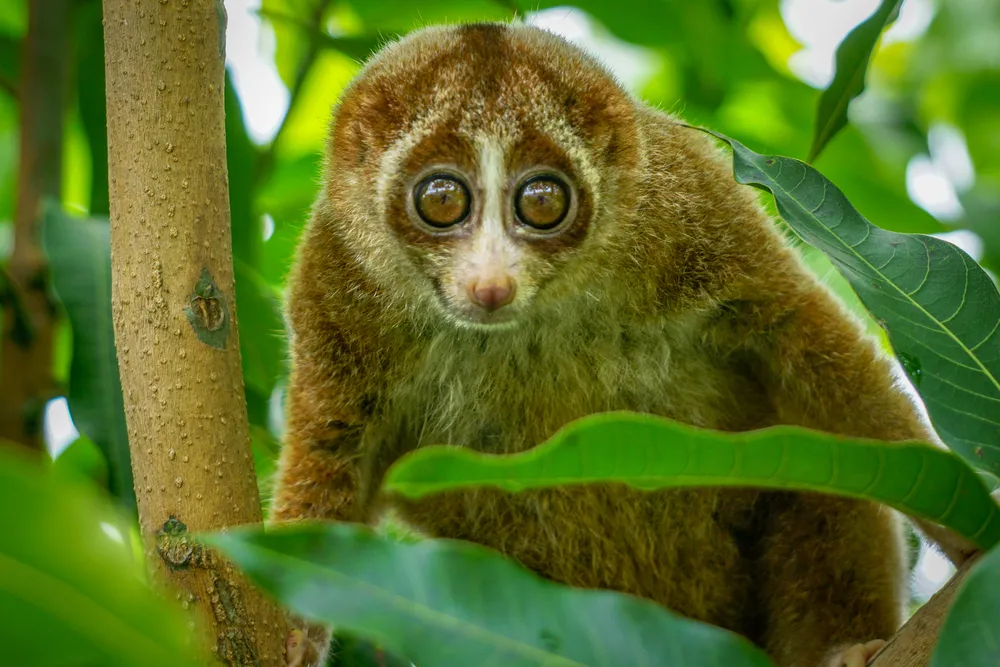 Slow loris