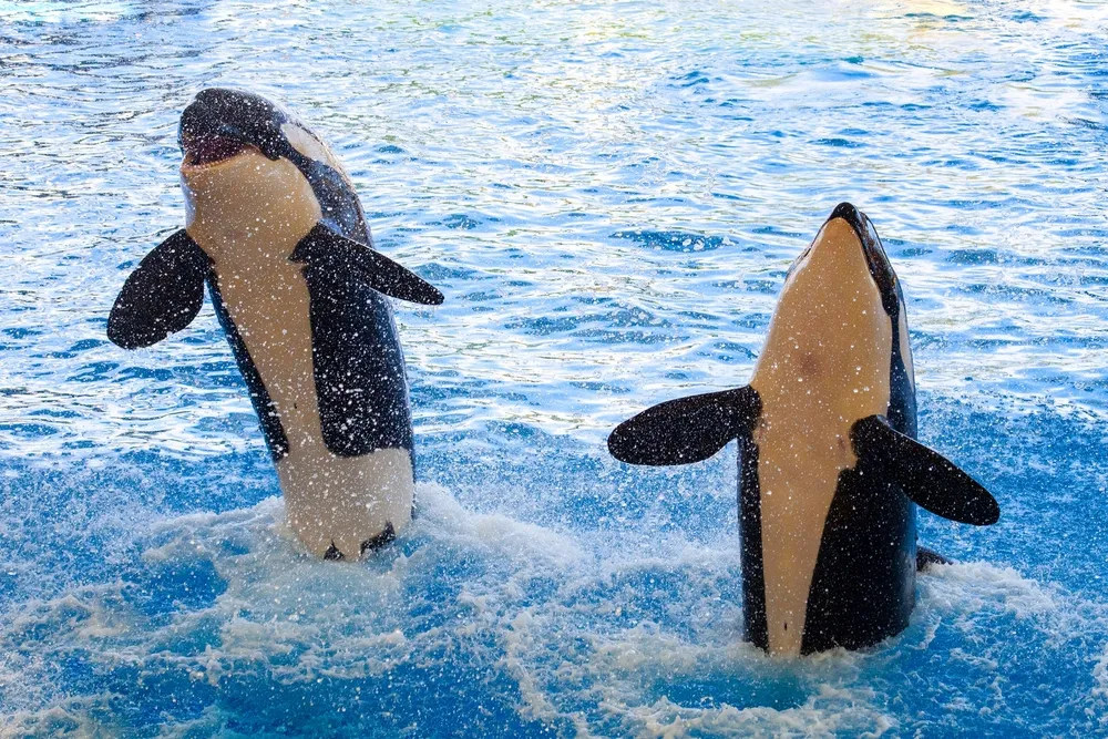 Orca coast