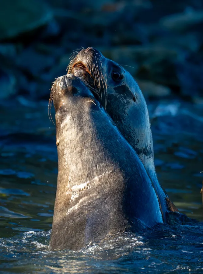 South American sea lion