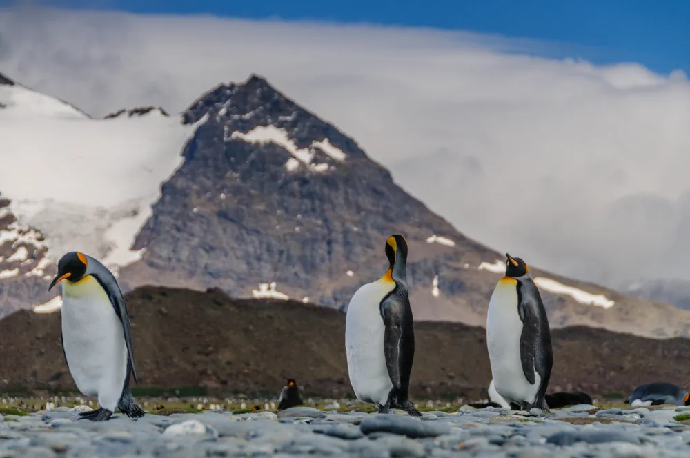 South Georgia — sub-antarctic wildlife island.