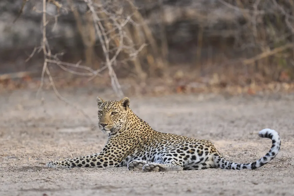 A leopard along the Luangwa River at dusk.