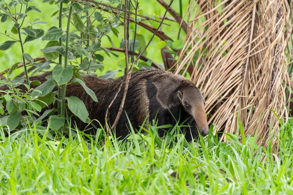 Anteater searches