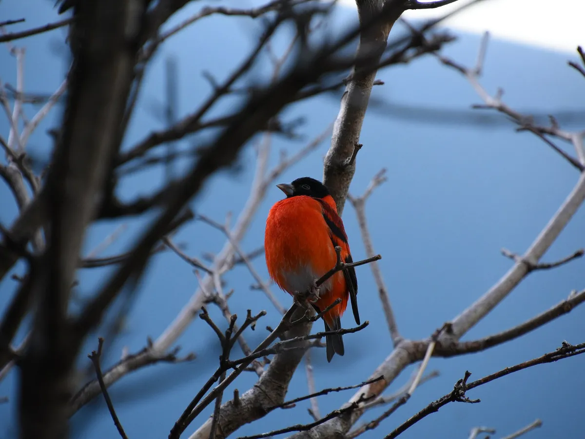 Red siskin