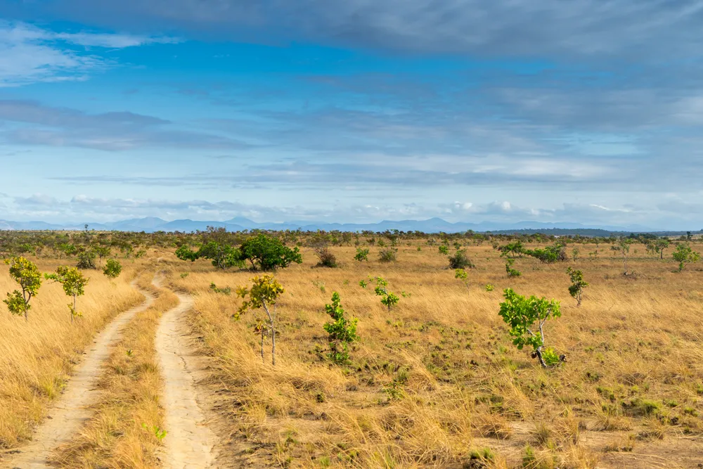 South Rupununi — remote savannah.