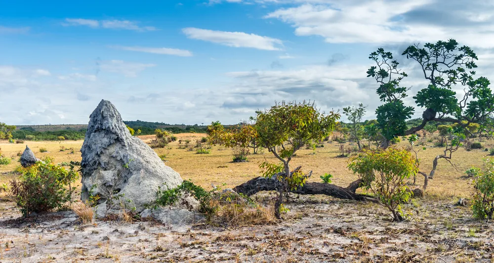 Rupununi Wildlife Safari