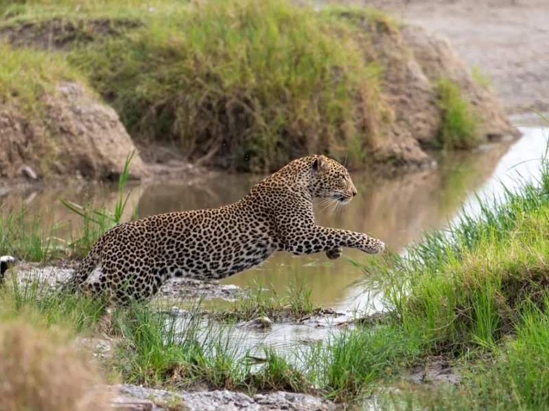 Leopard