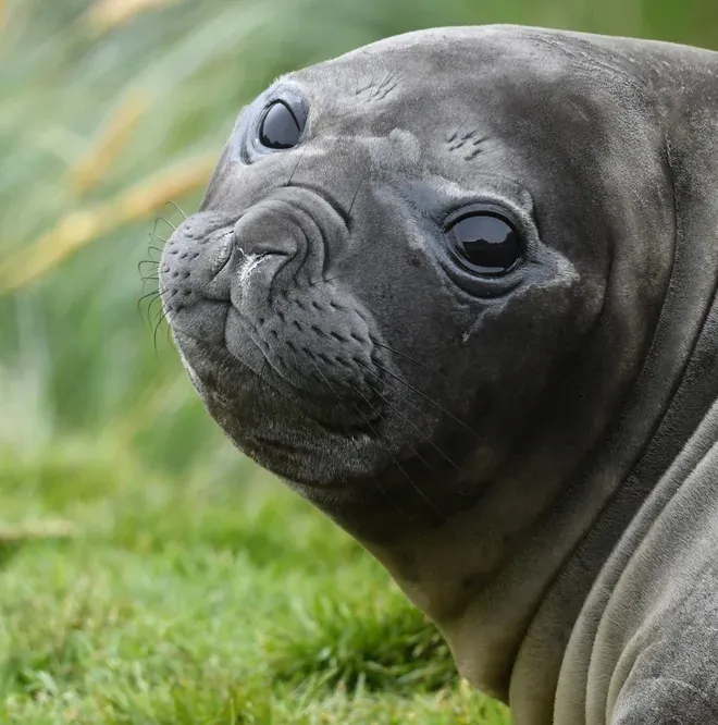 Southern elephant seal