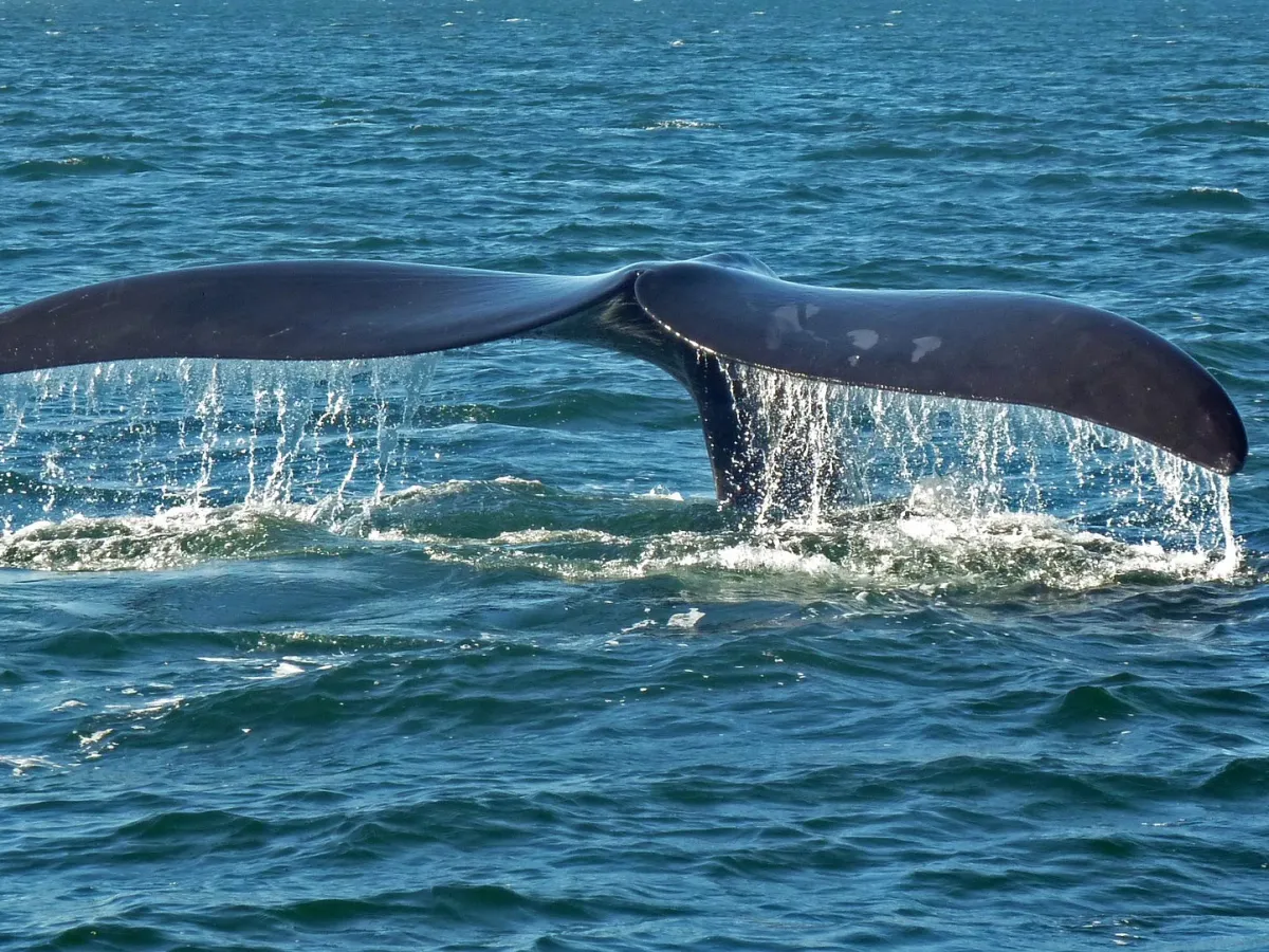 Southern right whale