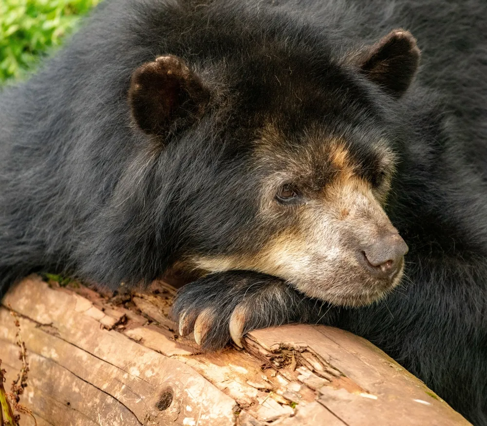 Spectacled bear