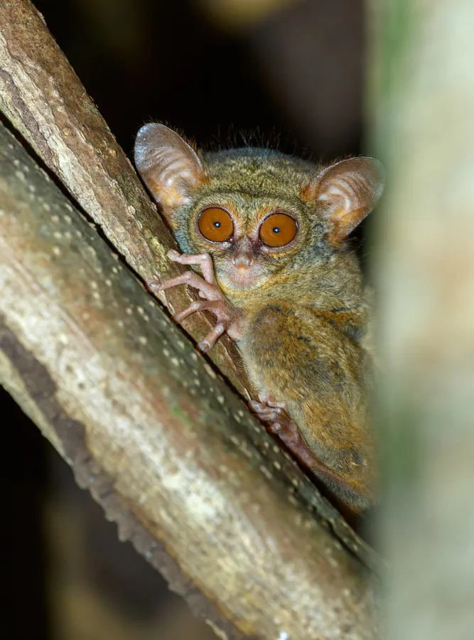 Spectral tarsier