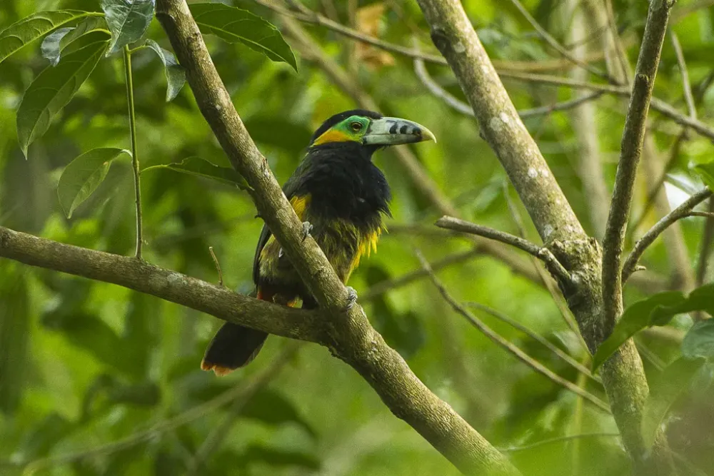 Spot-billed toucanet