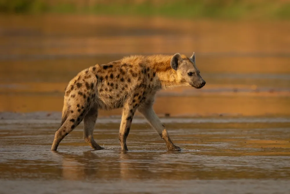Spotted hyena