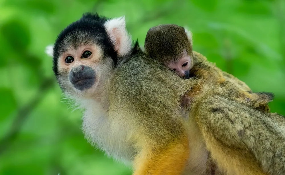 Squirrel monkeys