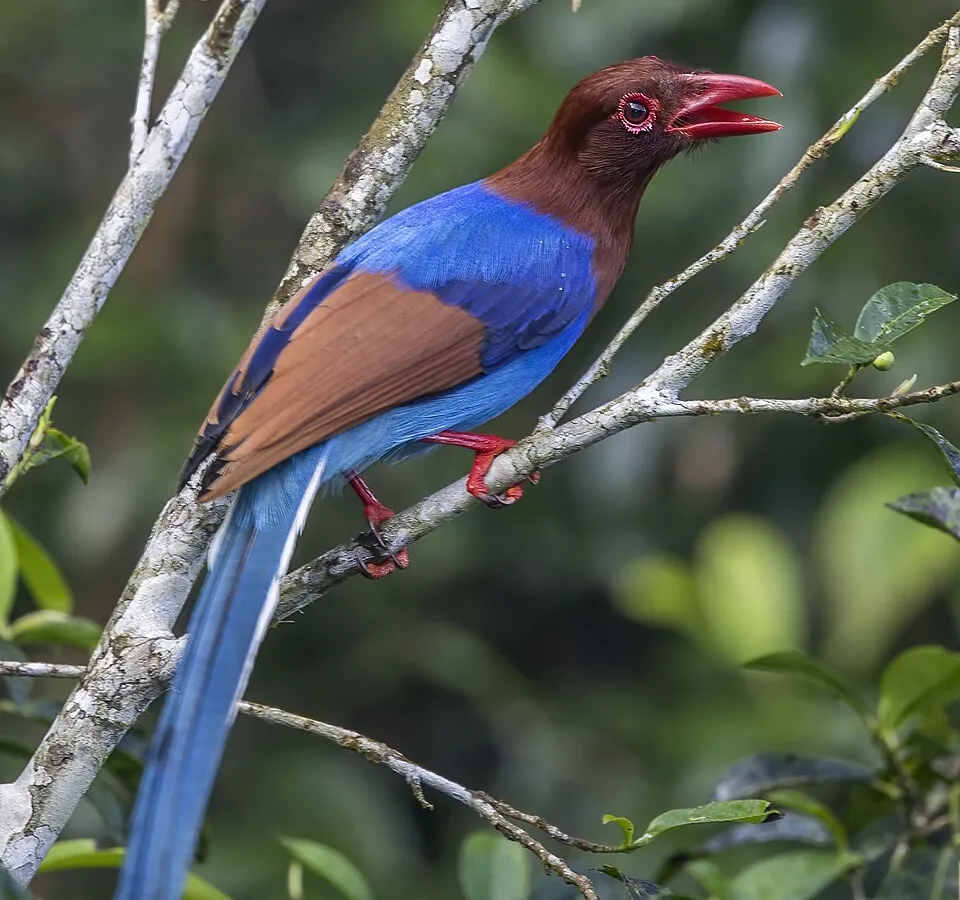 Sri Lanka blue magpie