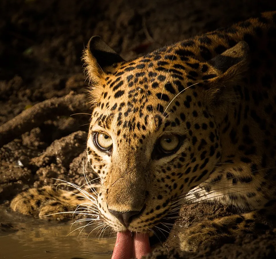 Sri Lankan leopard