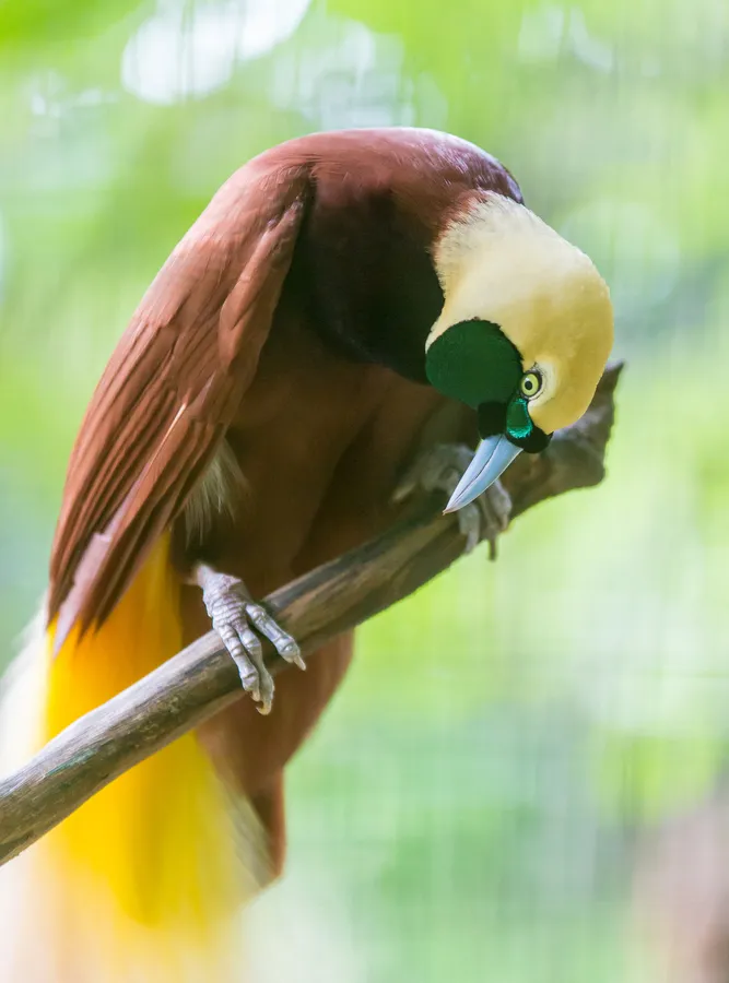 Standardwing bird-of-paradise