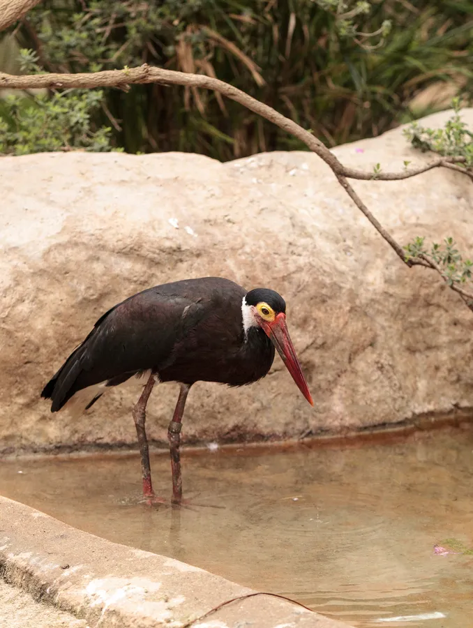 Storm's stork
