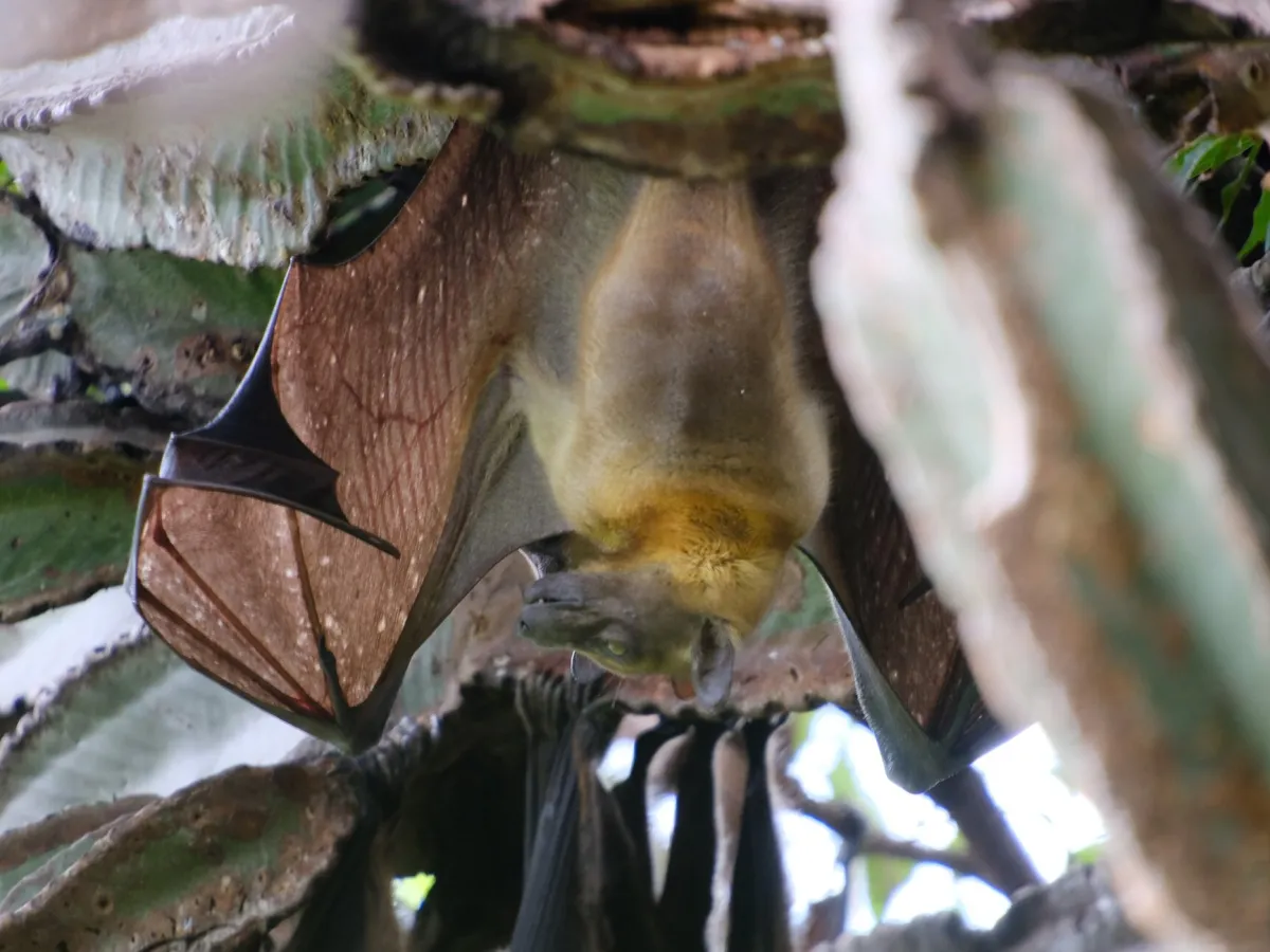 Straw-coloured fruit bat