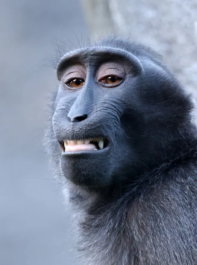 Sulawesi black macaque