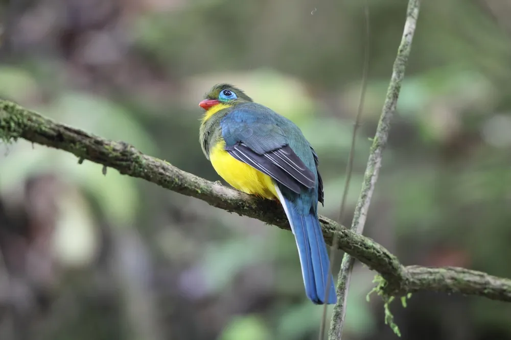 Sumatran cochoa