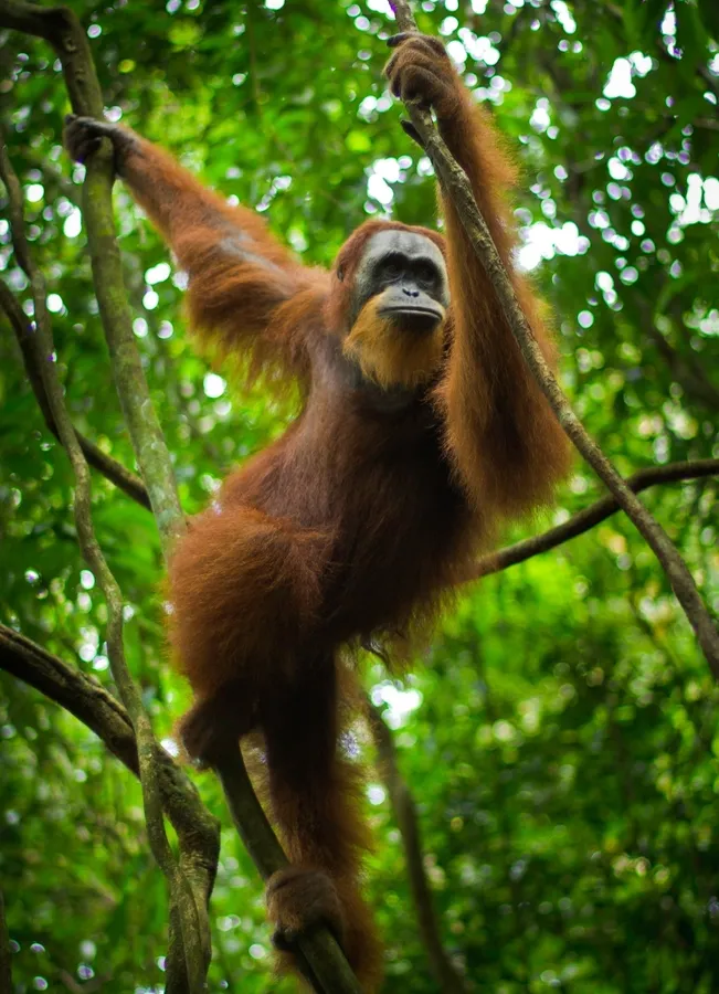 Sumatran orangutan