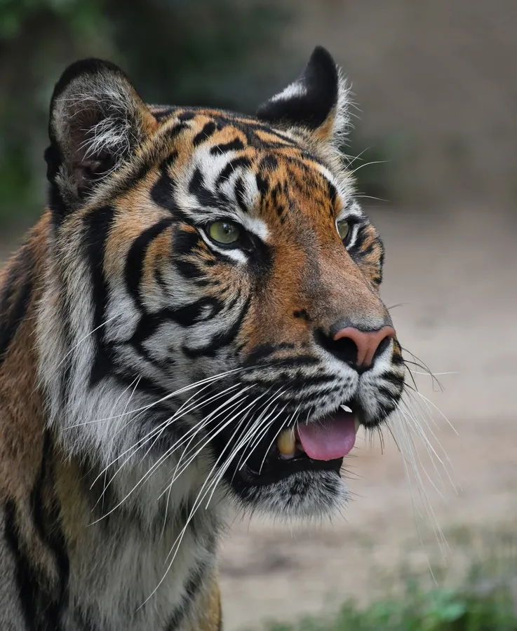 Sumatran tiger