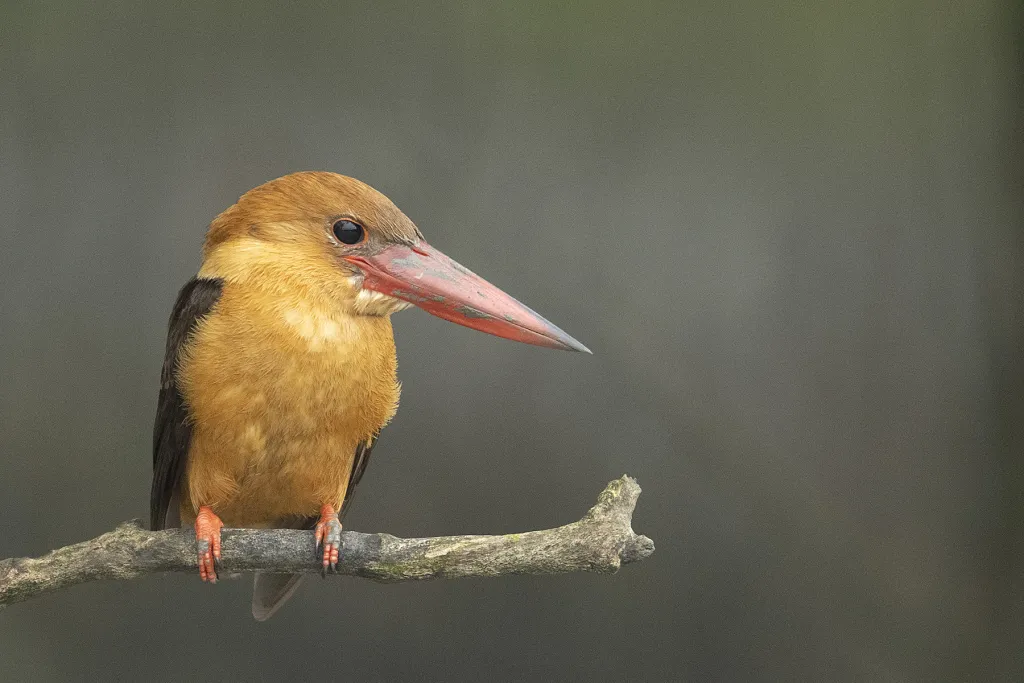 Eastern Wetlands and Mangroves